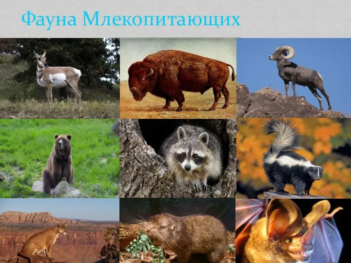 Фауна Млекопитающих