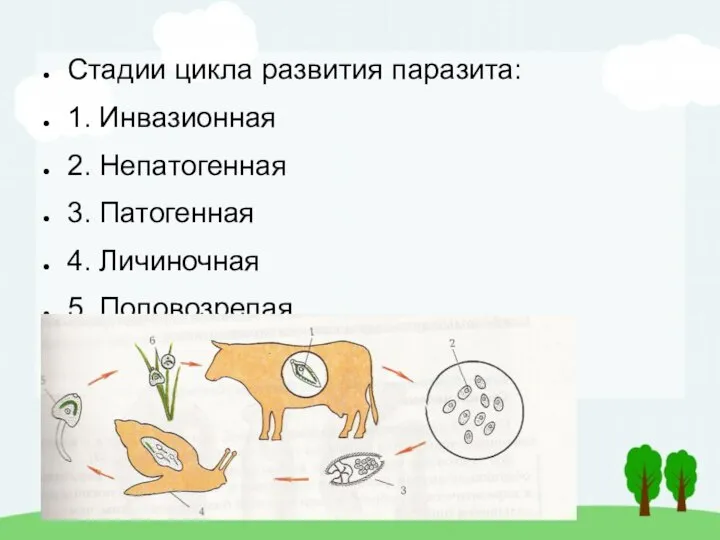 Стадии цикла развития паразита: 1. Инвазионная 2. Непатогенная 3. Патогенная 4. Личиночная 5. Половозрелая