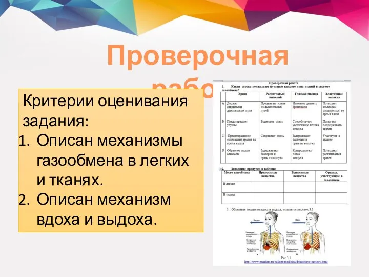 Проверочная работа Критерии оценивания задания: Описан механизмы газообмена в легких и тканях.