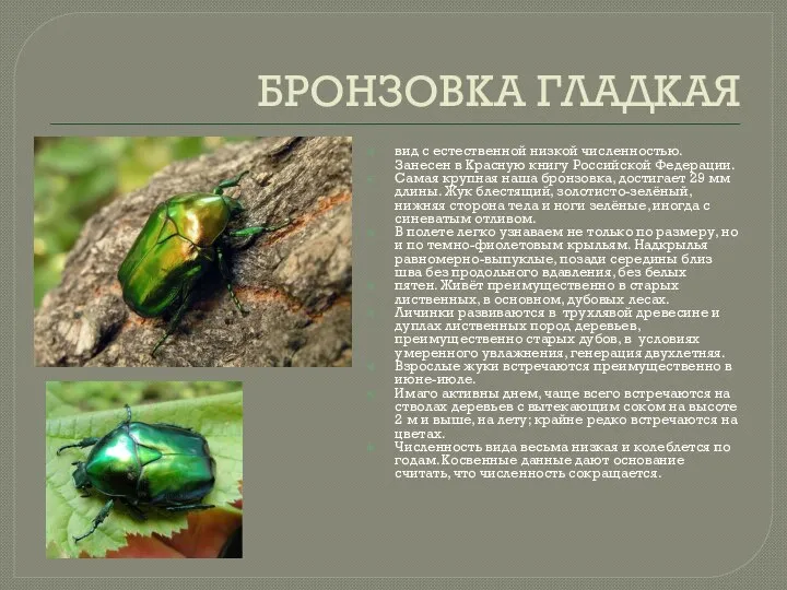 БРОНЗОВКА ГЛАДКАЯ вид с естественной низкой численностью. Занесен в Красную книгу Российской