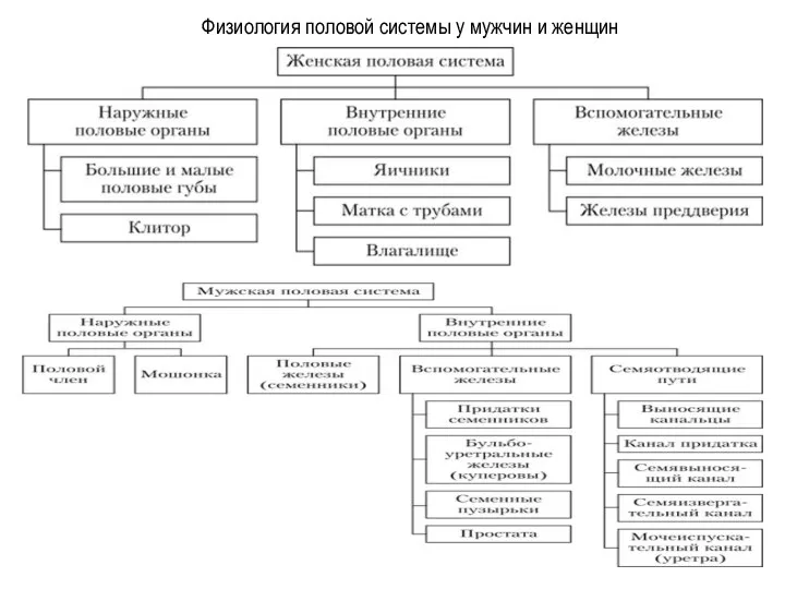 Физиология половой системы у мужчин и женщин