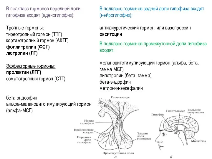 В подкласс гормонов передней доли гипофиза входят (аденогипофиз): Тропные гормоны: тиреотропный гормон