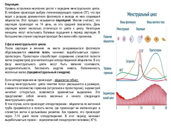 Овуляция. Уровень эстрогенов неуклонно растет к середине менструального цикла. В гипофизе происходит