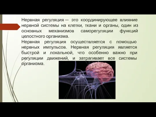 Нервная регуляция — это координирующее влияние нервной системы на клетки, ткани и