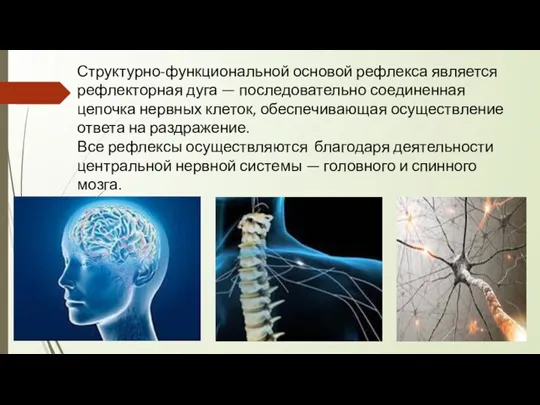 Структурно-функциональной основой рефлекса является рефлекторная дуга — последовательно соединенная цепочка нервных клеток,