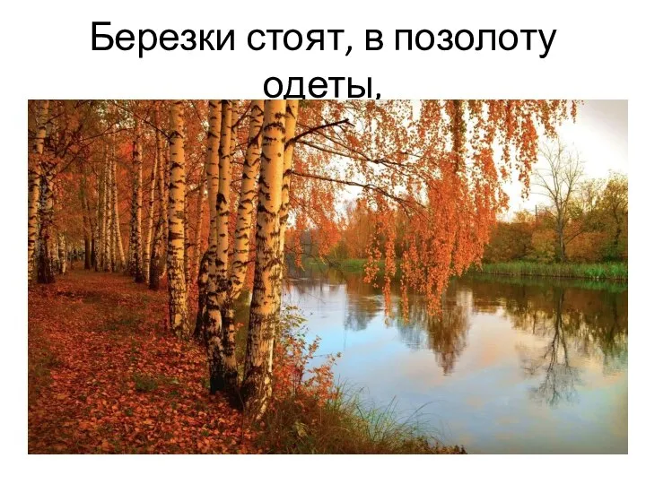 Березки стоят, в позолоту одеты,