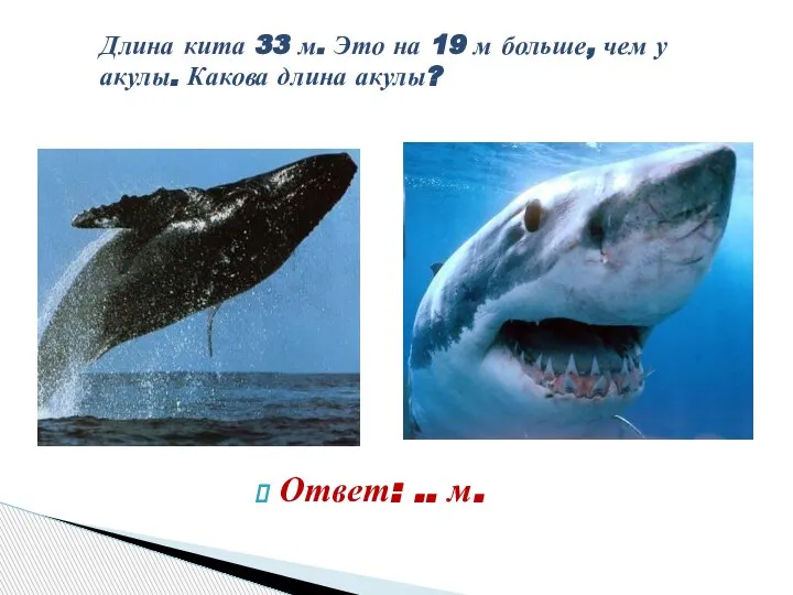 Длина кита 33 м. Это на 19 м больше, чем у акулы.