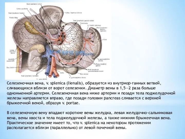 Селезеночная вена, v. splenica (lienalis), образуется из внутриор-ганных ветвей, сливающихся вблизи от