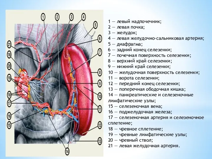 1 — левый надпочечник; 2 — левая почка; 3 — желудок; 4