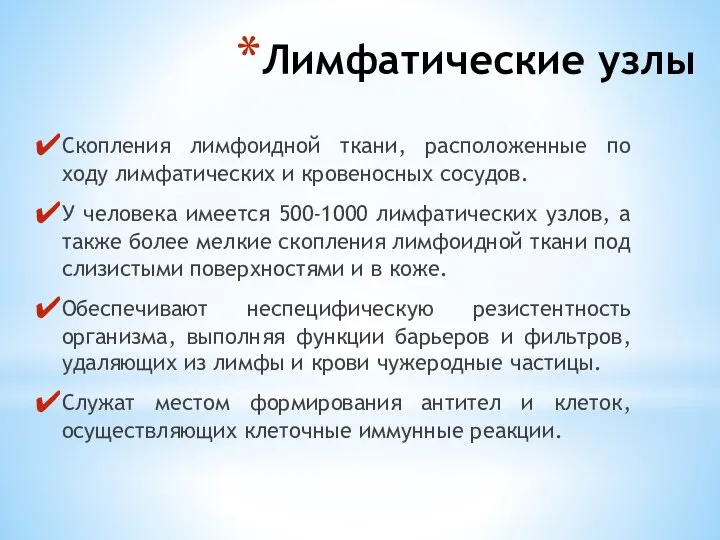 Лимфатические узлы Скопления лимфоидной ткани, расположенные по ходу лимфатических и кровеносных сосудов.