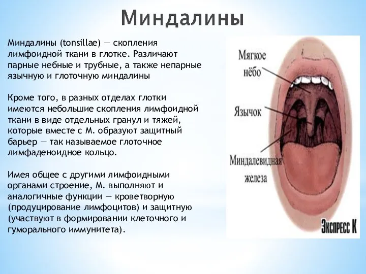 Миндалины (tonsillae) — скопления лимфоидной ткани в глотке. Различают парные небные и