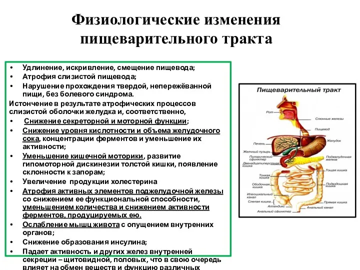 Физиологические изменения пищеварительного тракта Удлинение, искривление, смещение пищевода; Атрофия слизистой пищевода; Нарушение