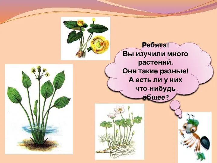 Ребята! Вы изучили много растений. Они такие разные! А есть ли у них что-нибудь общее?