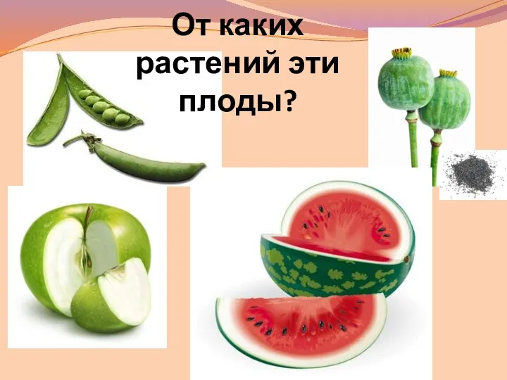 От каких растений эти плоды?