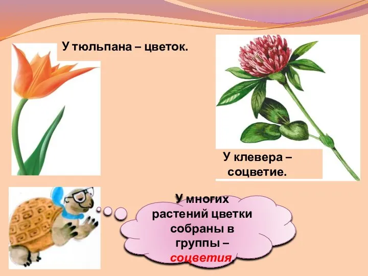 У многих растений цветки собраны в группы – соцветия. У тюльпана –