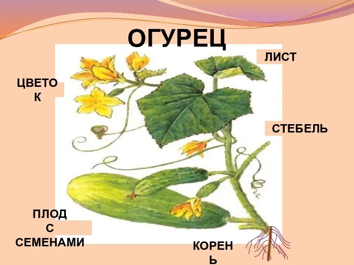 ОГУРЕЦ ЛИСТ КОРЕНЬ ЦВЕТОК СТЕБЕЛЬ ПЛОД С СЕМЕНАМИ