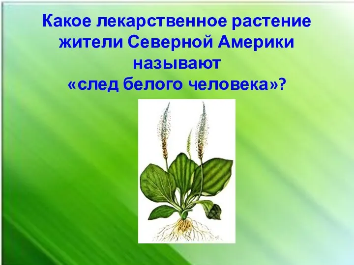 Какое лекарственное растение жители Северной Америки называют «след белого человека»?
