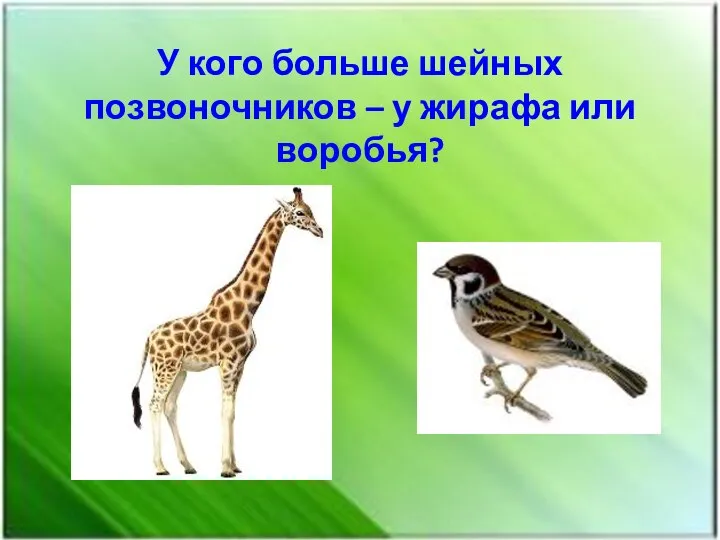 У кого больше шейных позвоночников – у жирафа или воробья?
