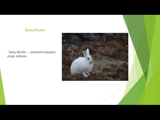 Заяц-беляк За́яц-беля́к — млекопитающее рода зайцев.