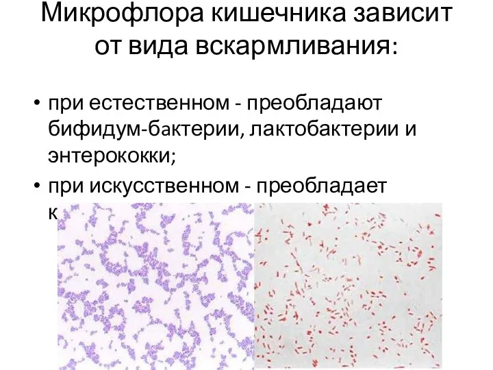 Микрофлора кишечника зависит от вида вскармливания: при естественном - преобладают бифидум-бaктерии, лактобактерии
