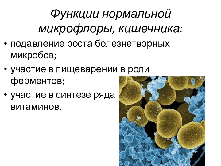 Функции нормальной микрофлоры, кишечника: подавление роста болезнетворных микробов; участие в пищеварении в
