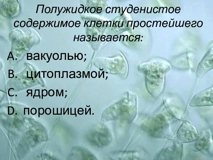 Полужидкое студенистое содержимое клетки простейшего называется: вакуолью; цитоплазмой; ядром; порошицей.