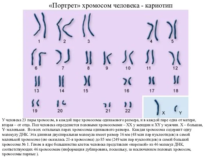 У человека 23 пары хромосом, в каждой паре хромосомы одинакового размера, и