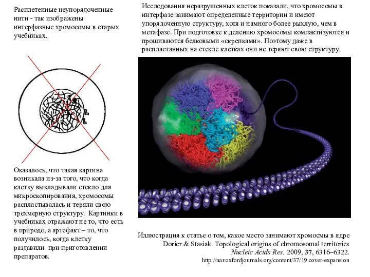 Иллюстрация к статье о том, какое место занимают хромосмы в ядре Dorier