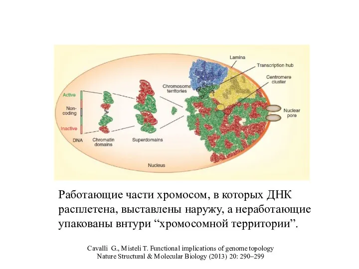 Cavalli G., Misteli T. Functional implications of genome topology Nature Structural &