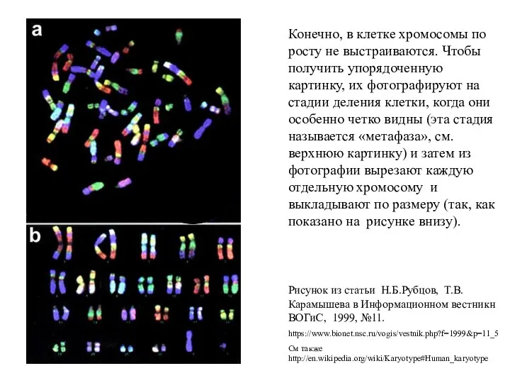 Конечно, в клетке хромосомы по росту не выстраиваются. Чтобы получить упорядоченную картинку,