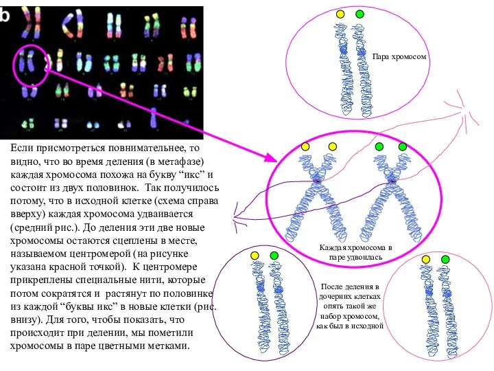 Если присмотреться повнимательнее, то видно, что во время деления (в метафазе) каждая