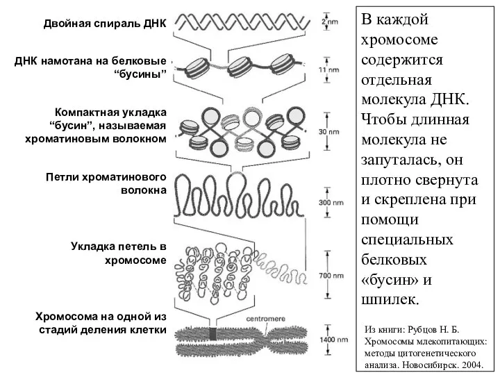 В каждой хромосоме содержится отдельная молекула ДНК. Чтобы длинная молекула не запуталась,