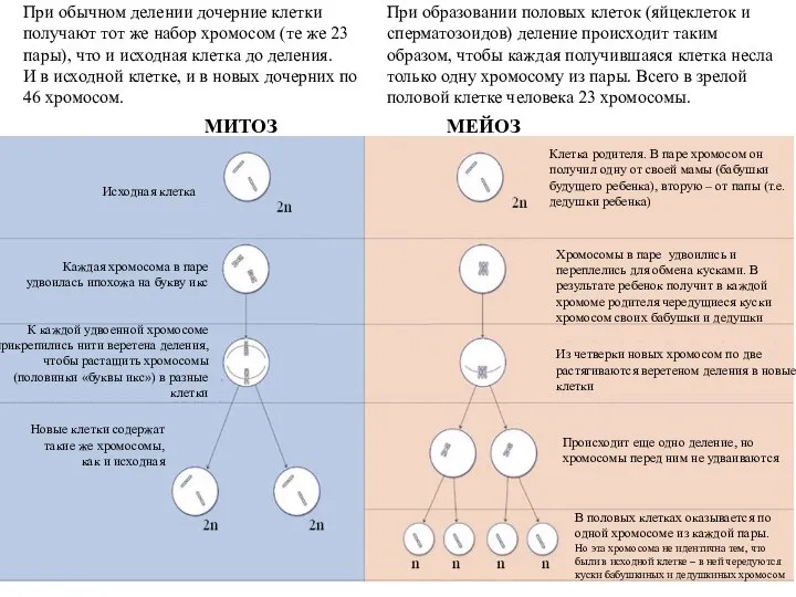 При обычном делении дочерние клетки получают тот же набор хромосом (те же