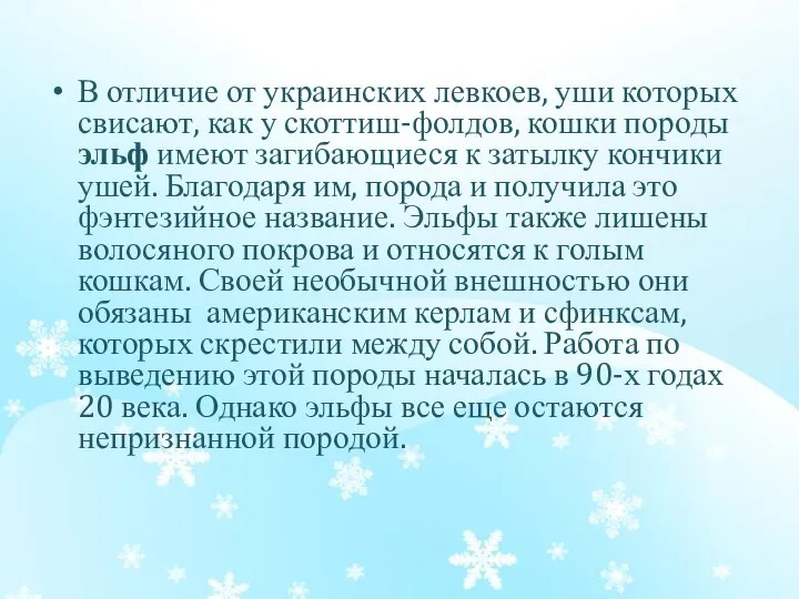 В отличие от украинских левкоев, уши которых свисают, как у скоттиш-фолдов, кошки