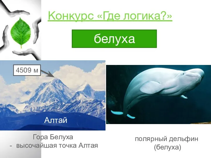Конкурс «Где логика?» белуха полярный дельфин (белуха) Гора Белуха - высочайшая точка Алтая