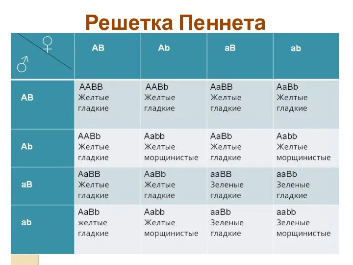 Решетка Пеннета