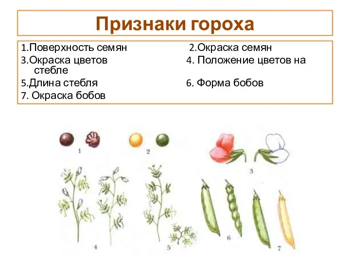 Признаки гороха 1.Поверхность семян 2.Окраска семян 3.Окраска цветов 4. Положение цветов на