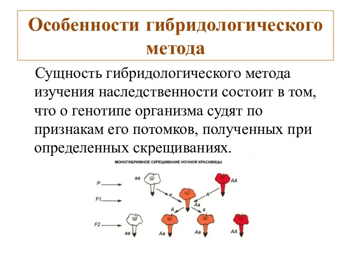 Особенности гибридологического метода Сущность гибридологического метода изучения наследственности состоит в том, что