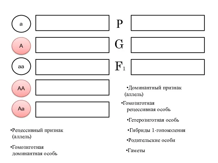 а А аа АА Аа Р G F1 Рецессивный признак (аллель) Доминантный