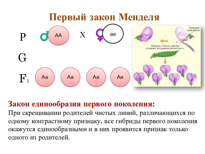 Первый закон Менделя А А а а Р ♂ ♀ аа АА