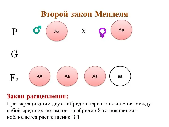 Второй закон Менделя А а А а Аа Аа Р G F2