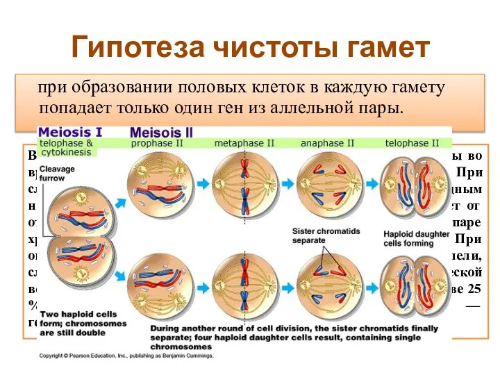 Гипотеза чистоты гамет при образовании половых клеток в каждую гамету попадает только