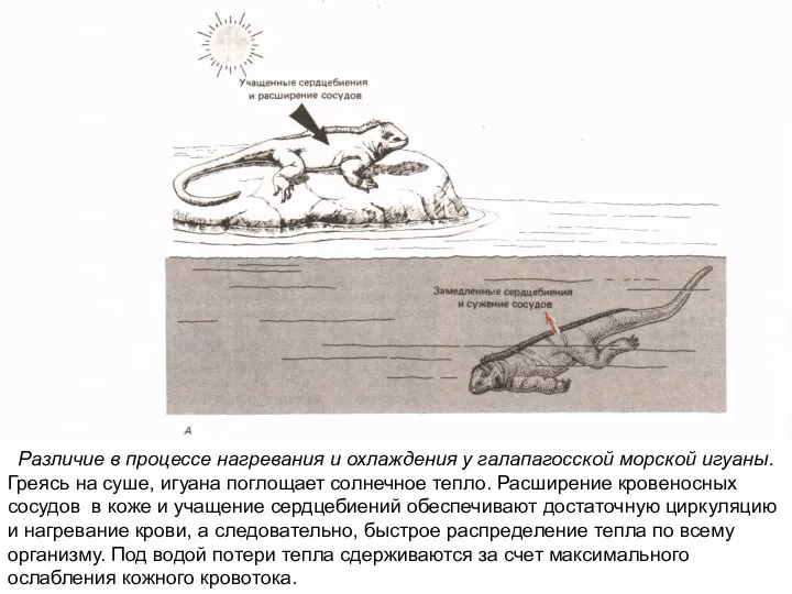 Различие в процессе нагревания и охлаждения у галапагосской морской игуаны. Греясь на