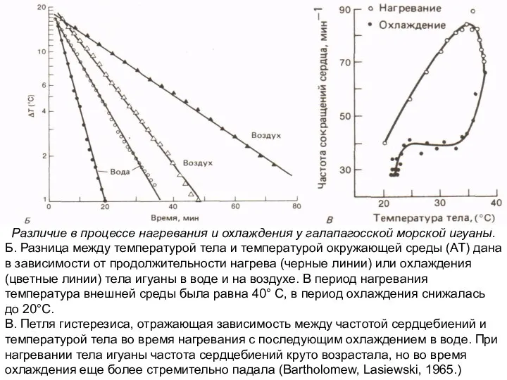 Различие в процессе нагревания и охлаждения у галапагосской морской игуаны. Б. Разница