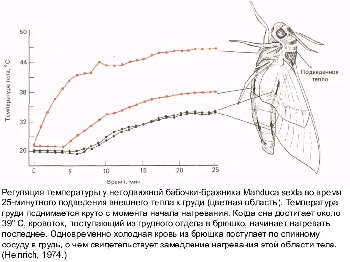 Регуляция температуры у неподвижной бабочки-бражника Manduca sexta во время 25-минутного подведения внешнего