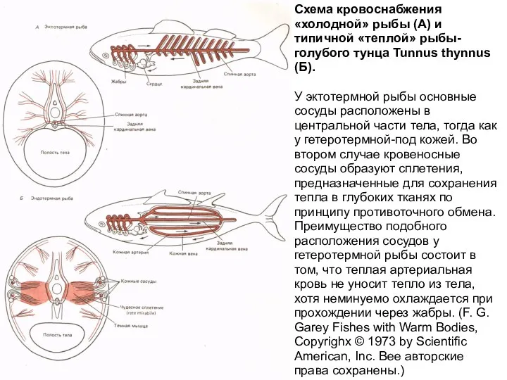 Схема кровоснабжения «холодной» рыбы (А) и типичной «теплой» рыбы-голубого тунца Tunnus thynnus