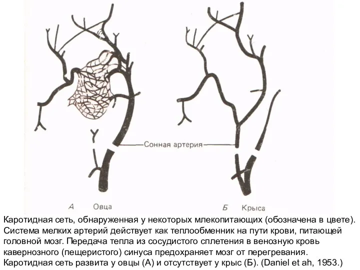 Каротидная сеть, обнаруженная у некоторых млекопитающих (обозначена в цвете). Система мелких артерий