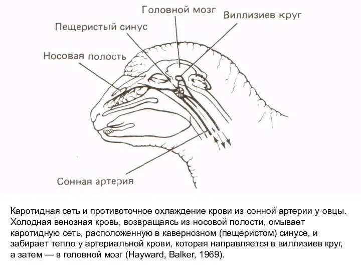 Кaротидная сеть и противоточное охлаждение крови из сонной артерии у овцы. Холодная