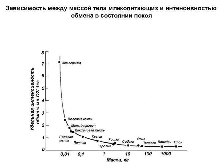 Зависимость между массой тела млекопитающих и интенсивностью обмена в состоянии покоя