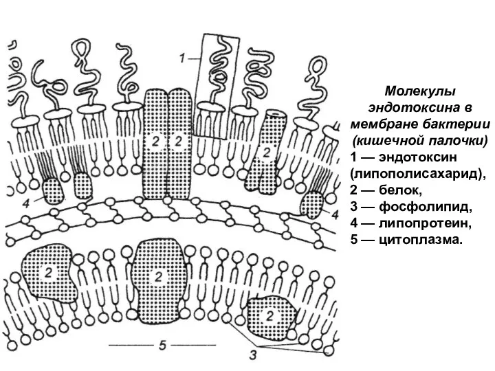 Молекулы эндотоксина в мембране бактерии (кишечной палочки) 1 — эндотоксин (липополисахарид), 2